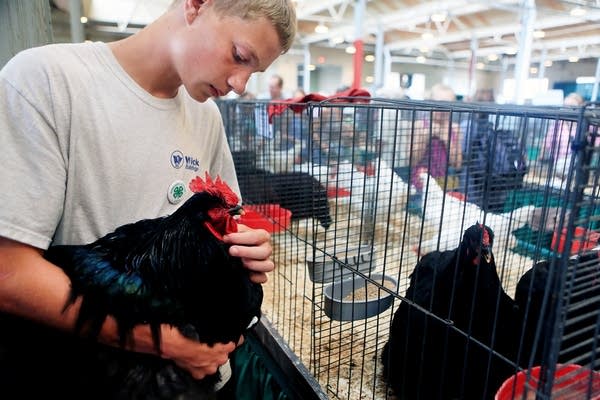 Black Cochin chicken