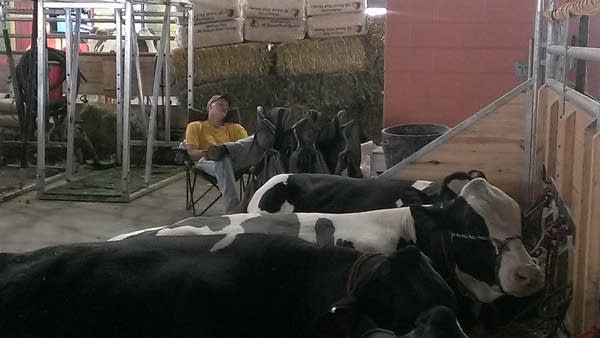cow_sleep_2