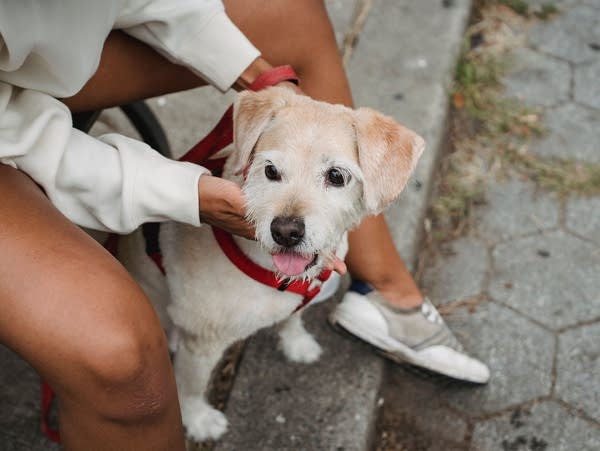 small dog with red leash sitting between someone's legs outdoors