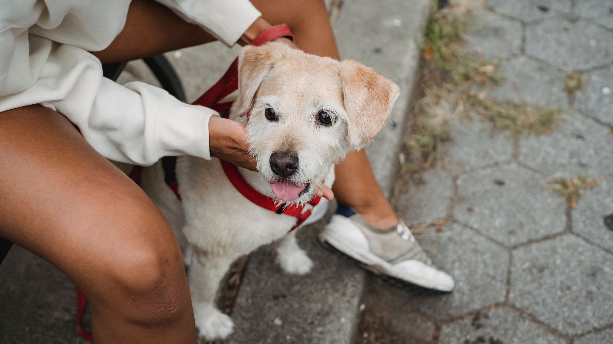 Ask a vet: How to have a healthy, happy and well-behaved pet