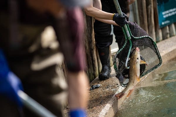 Minnesota DNR stocks fish pond ahead of State Fair opening