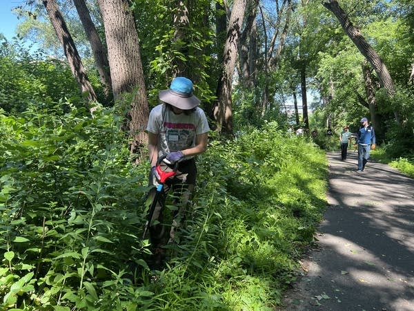 A woman digs up plants next to a trail in a park.