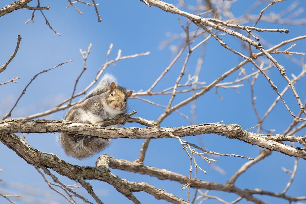 A squirrel catches some sun