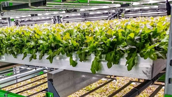 Bowery Farming has two vertical farms in the Northeast, with another under construction. "All of our supply chain exists in this one building," CEO Irving Fain says.
