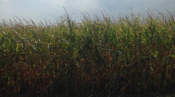 Corn, almighty staple of Hull, Iowa.