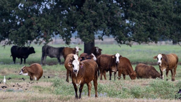 A shrinking national cattle herd has shielded ranchers from some of the economic forces hurting other farmers.