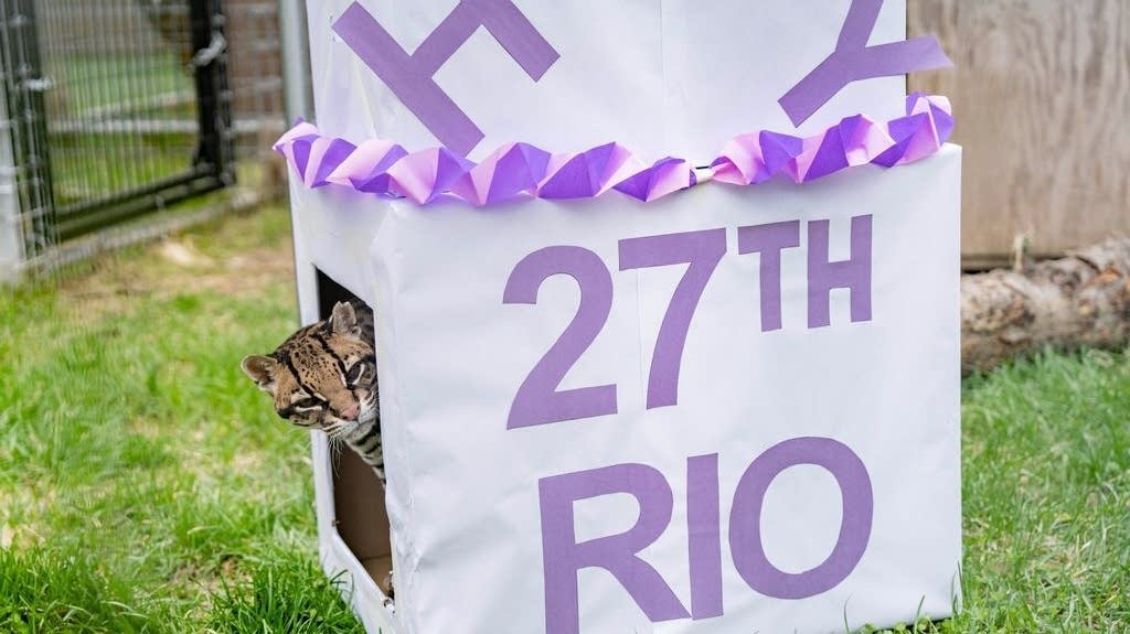 Minnesota wildcat sanctuary's Rio the ocelot turns 27