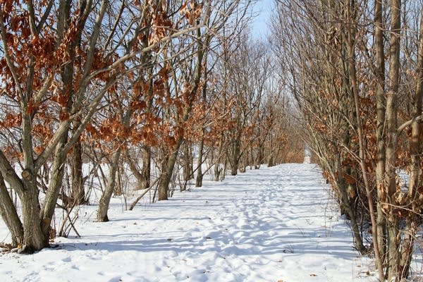 Poster Chestnut trees line snowy pathways.