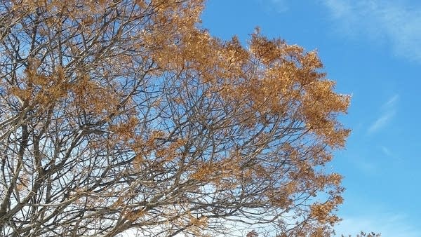 Mild Sunday temps; cooler week ahead