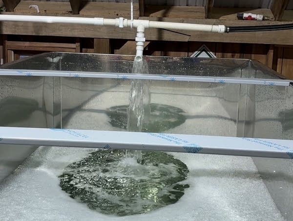 Sap from the pump house pours into a tank in the sugar house, ready to get boiled down into syrup.