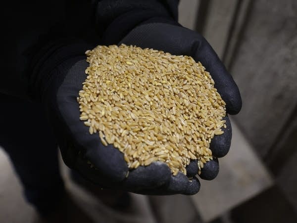 Durum wheat is held