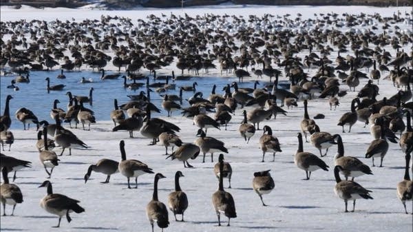 The geese return to Lake Okabena