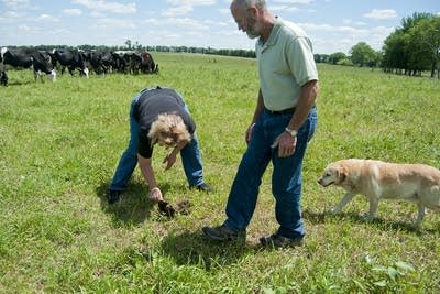 Inspecting cow pies for beetles