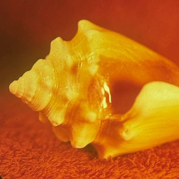 Allah-Las - Vini da Gama