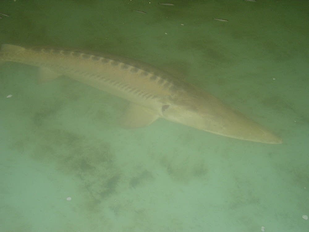 Adult sturgeon