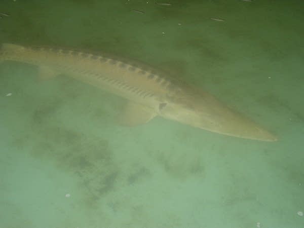 adult sturgeon swim in a 30 foot tank