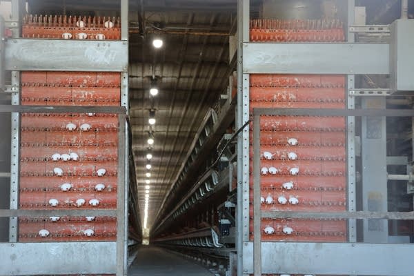 A look down a long hallway inside a chicken barn. In the foreground, eggs are carried by a conveyor belt.