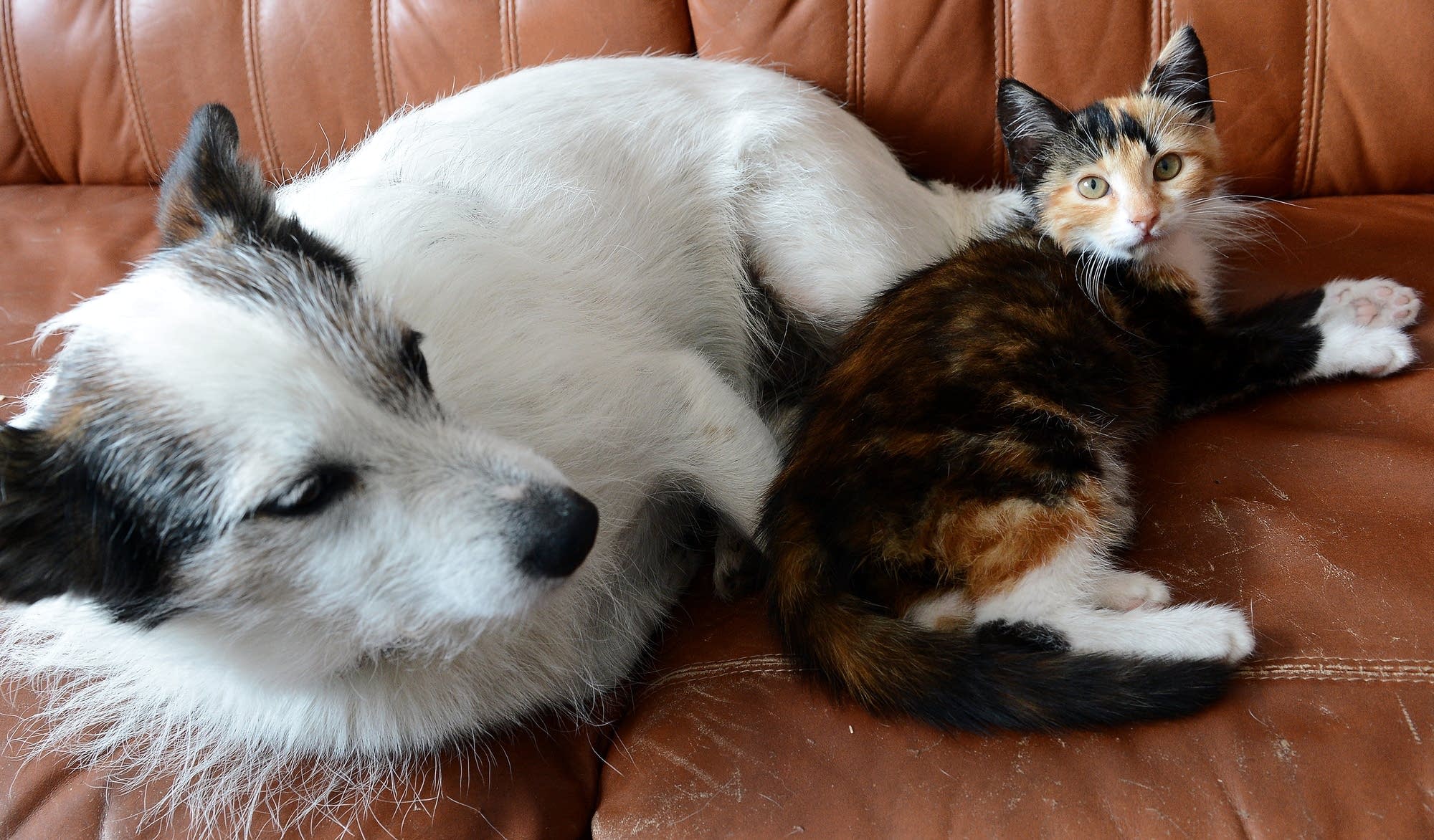 Barks, growls, meows and purrs Translating cats and dogs Brains on