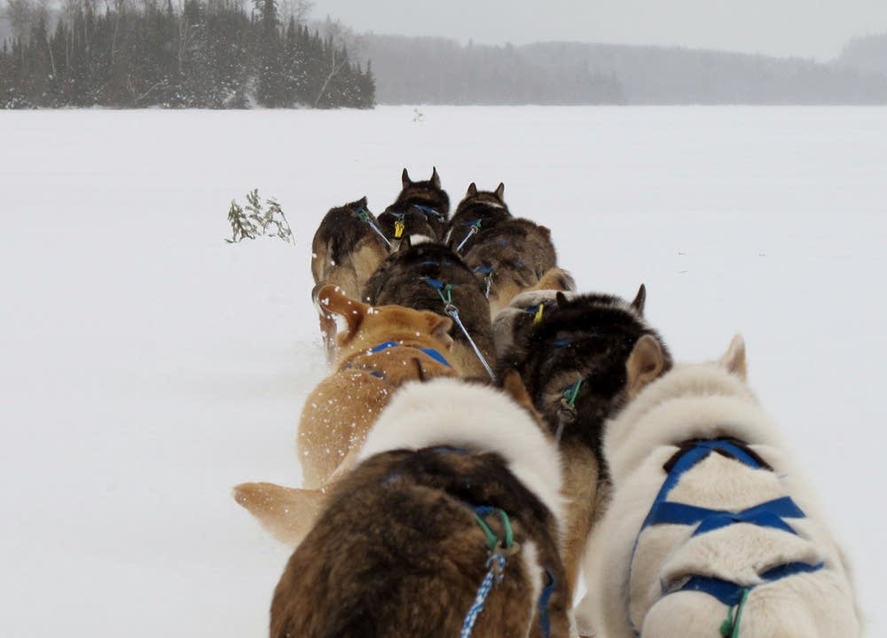 Dogsledding