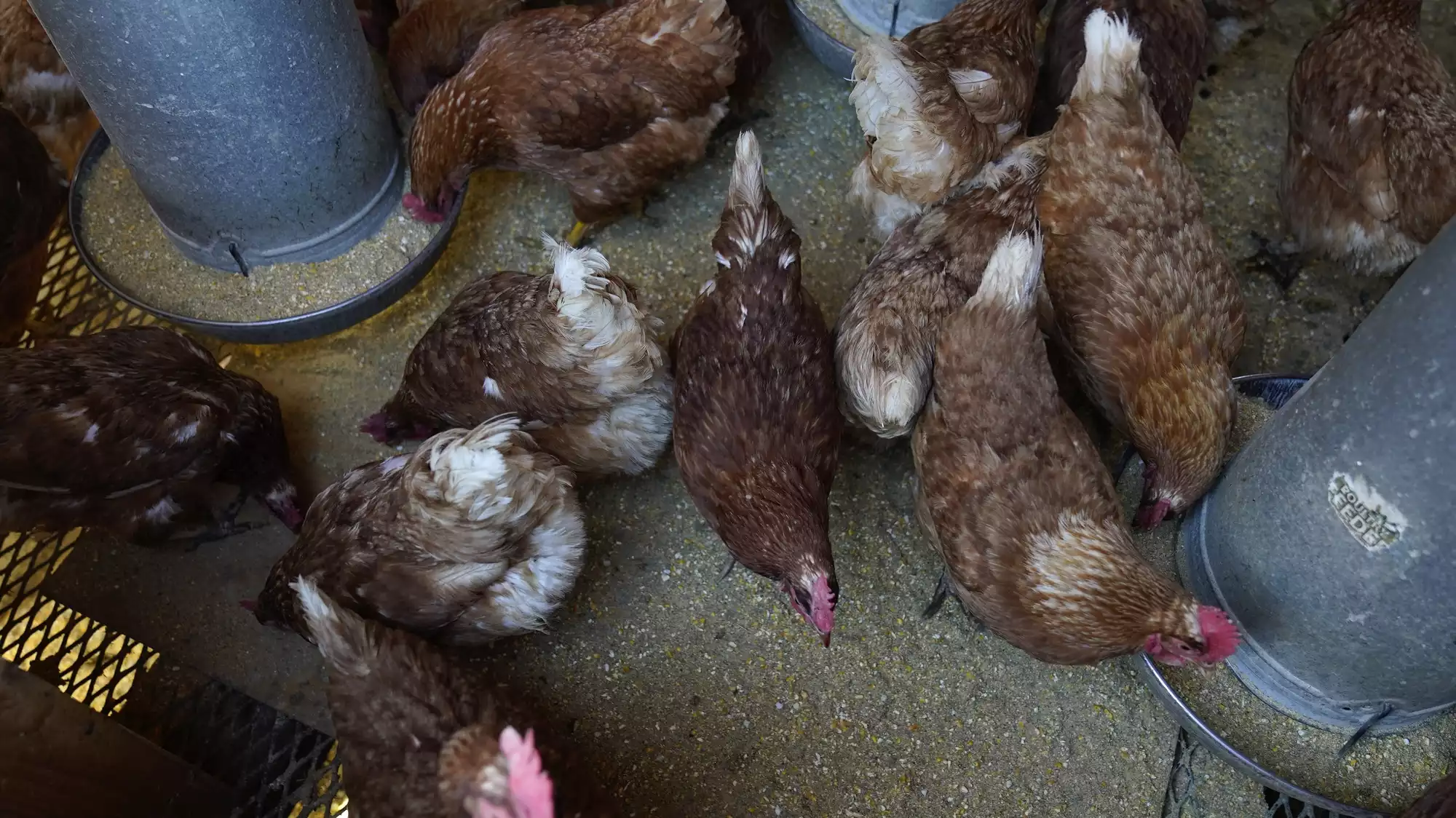 Bird flu costs pile up as outbreak enters second year | MPR News