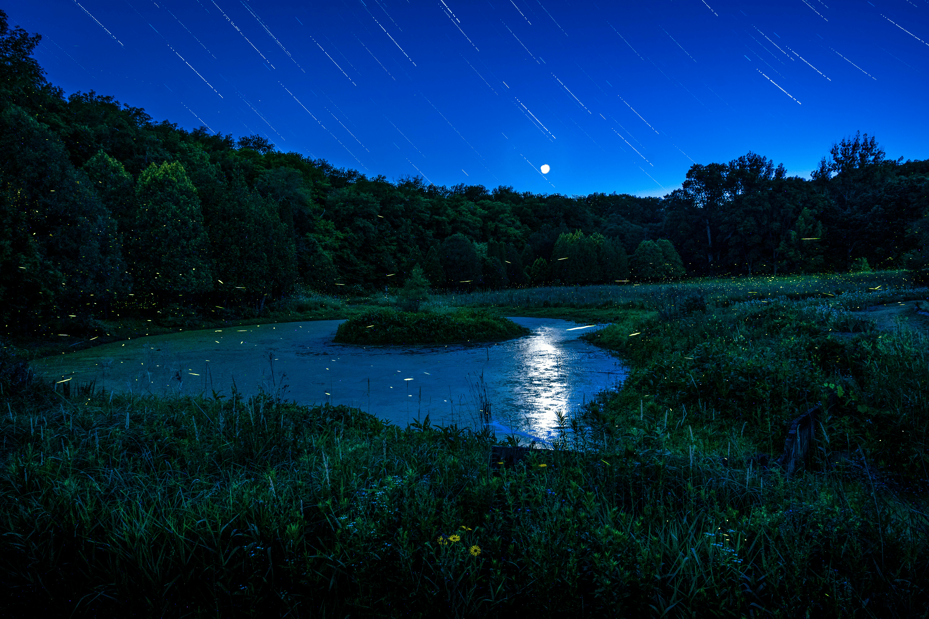 fireflies in chaska 