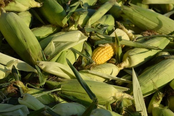 Fresh sweet corn sits in a pile.