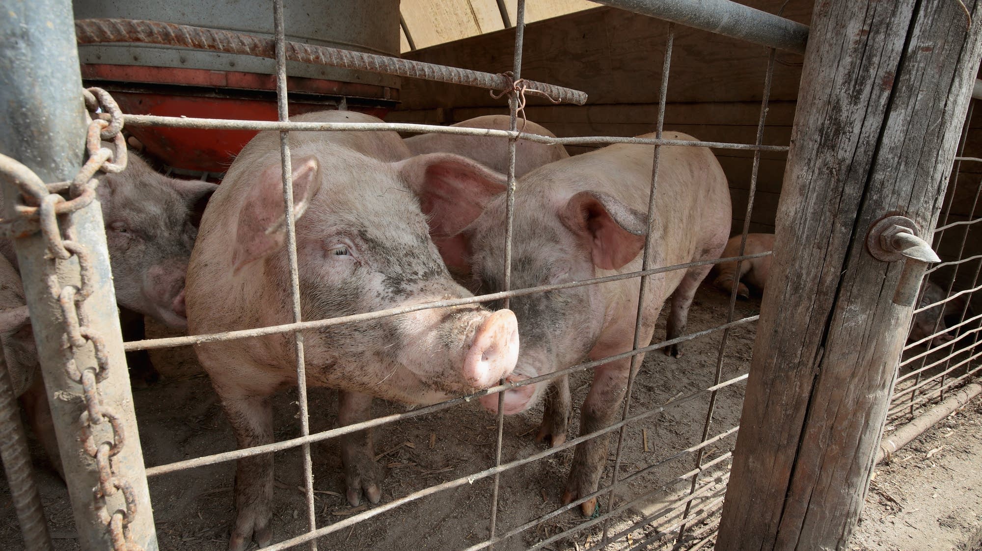 Can the hog lobby — and falling prices — get Americans to eat more pork?