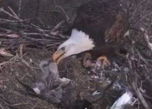 Three eaglets