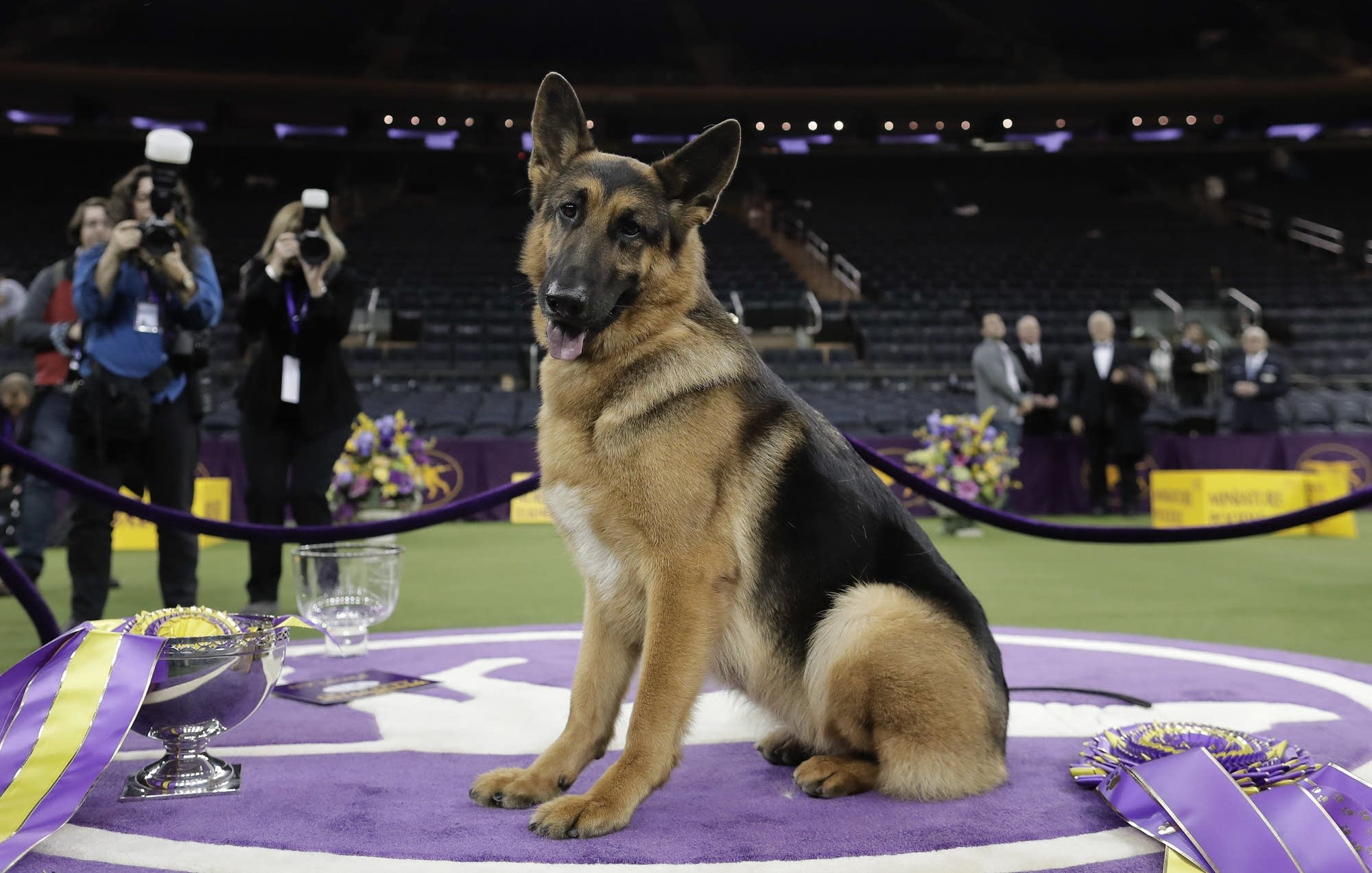 German Shepherd From Wisconsin Wins Best In Show At Westminster MPR News