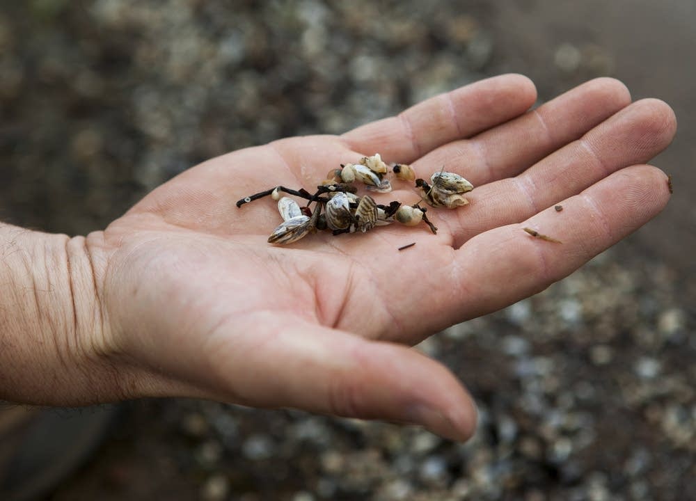 Zebra mussels