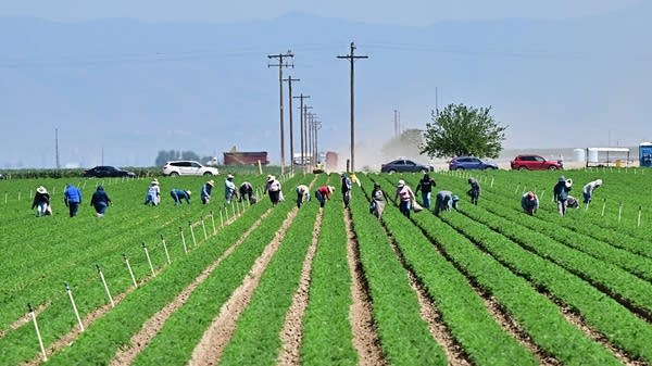 Fear of ICE raids keeps California farm workers on edge