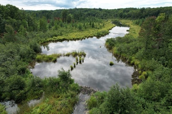 A view of a large body of water in a forest.