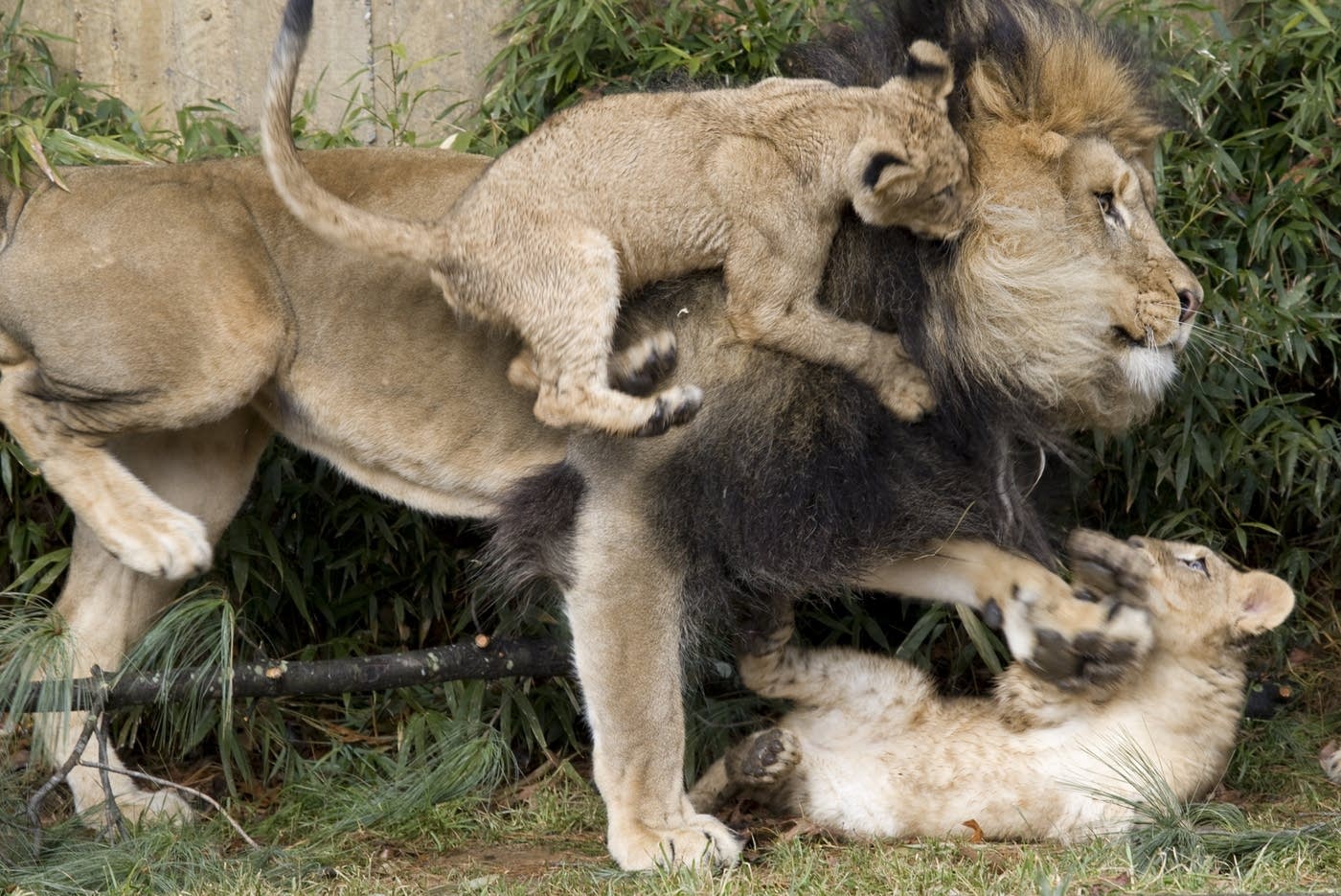 Why don't carnivores need to eat their vegetables? Brains on! A