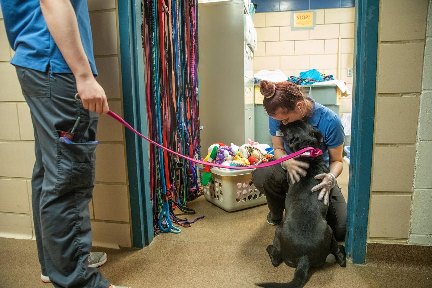 Before Minnesota animal shelter temporarily halts adoptions, hundreds