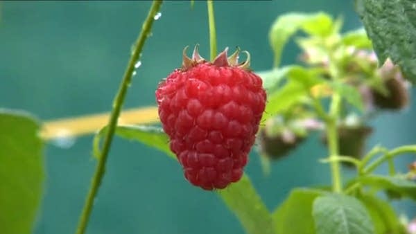 Two varieties of the soft fruit have been developed which can grow right into November. (Credit: BBC)