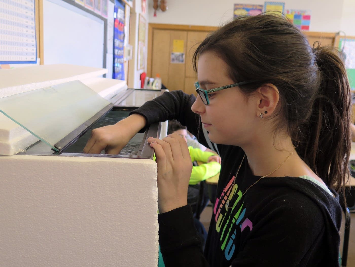 Fifthgraders turn classroom into a trout fishery MPR News