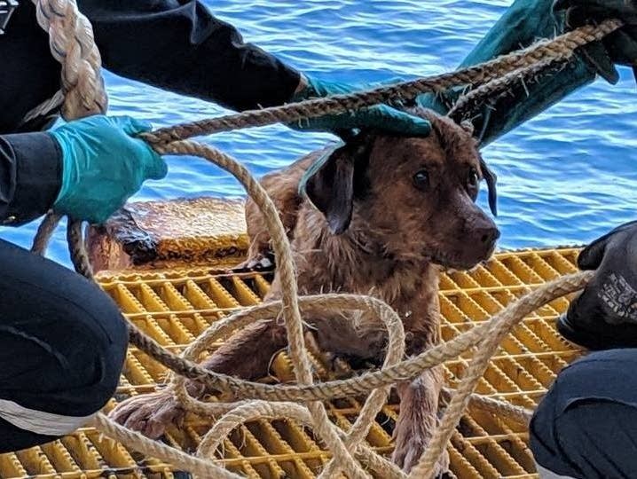 The oil rig workers used a rope to pull the dog to safety.