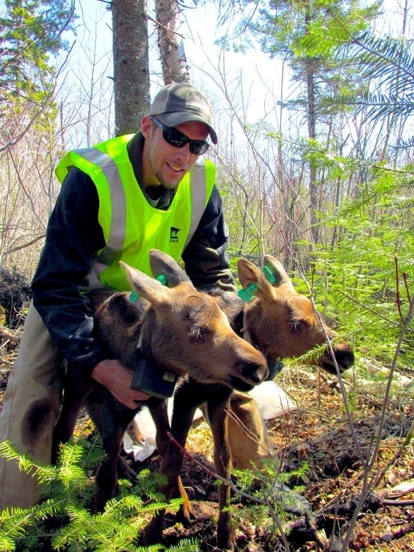 DNR collaring moose calves to study, protect species