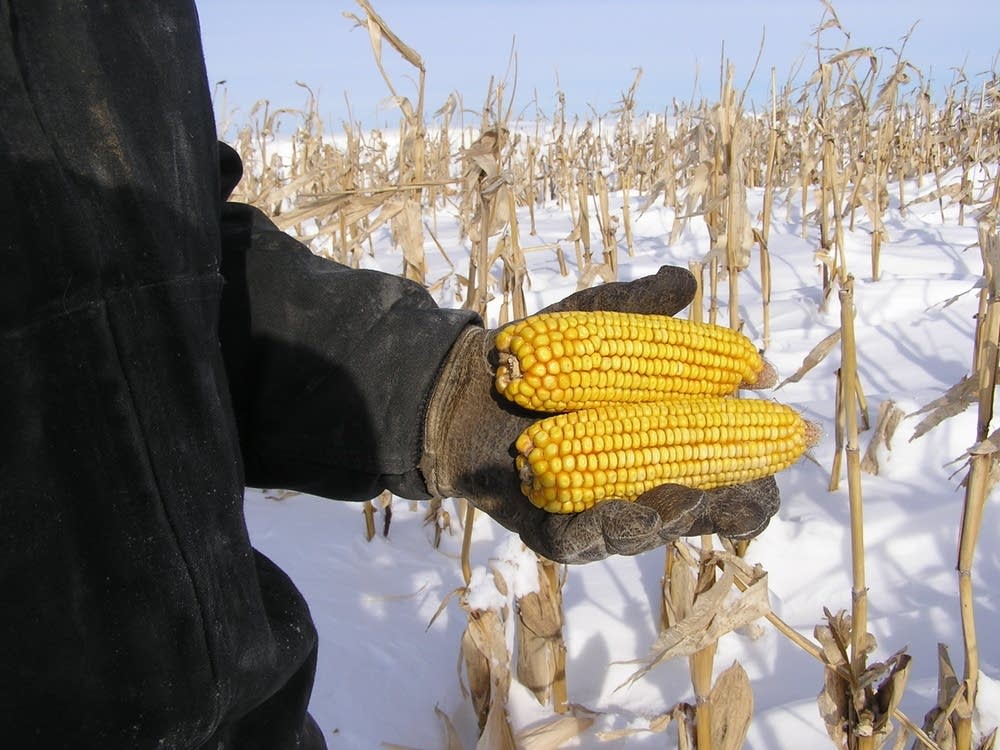 Unharvested corn