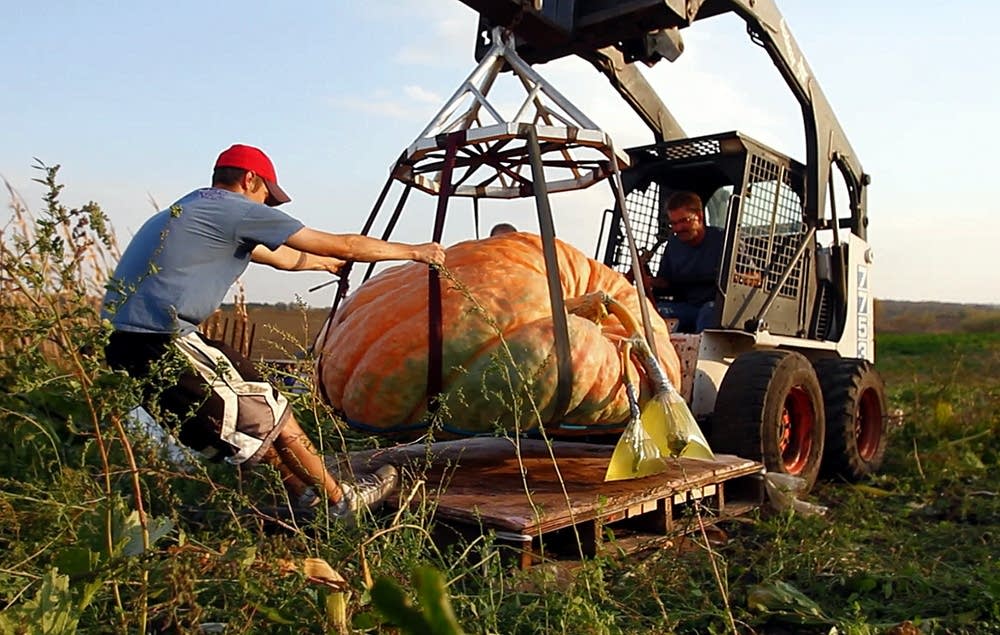 Moving a giant pumpkin