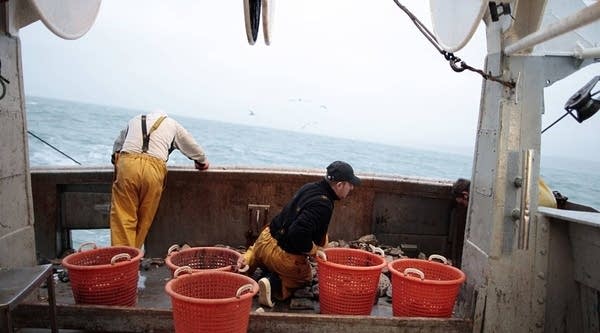 Fishermen sort the scallop shells from the other things caught onboard a fishing boat on December 18, 2014 in Port-en-Bessin, northwestern France.