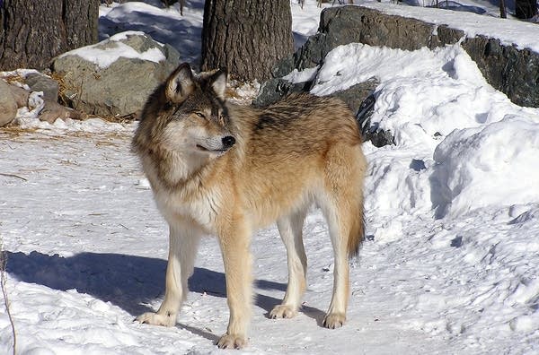 Wolves in northern Minnesota