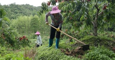 Two people wearing pink hats work in an orchard, digging at the ground.