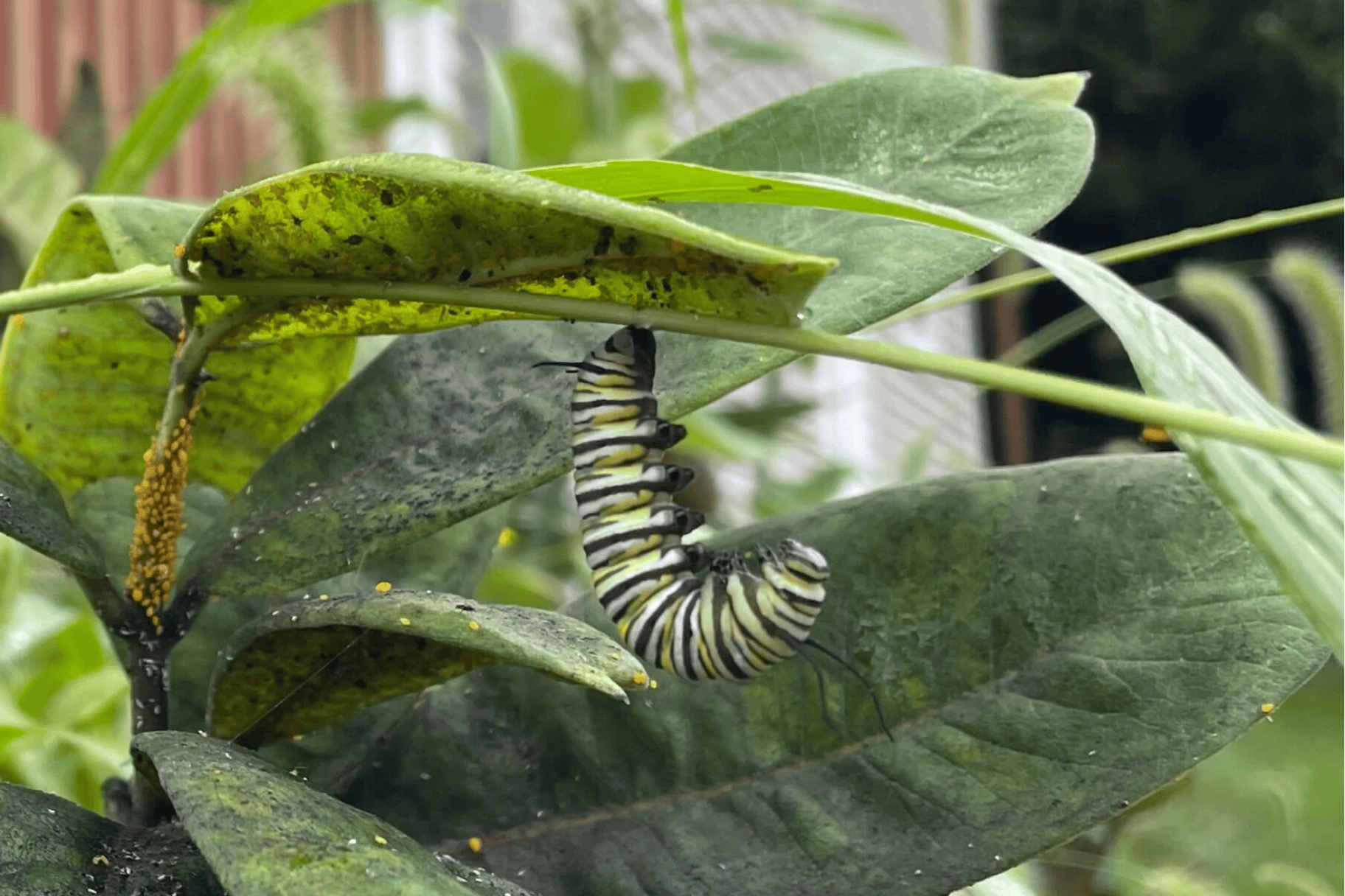 A catepillar