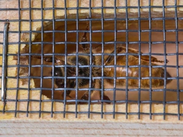 Queen bees are kept in individual little wooden cages.