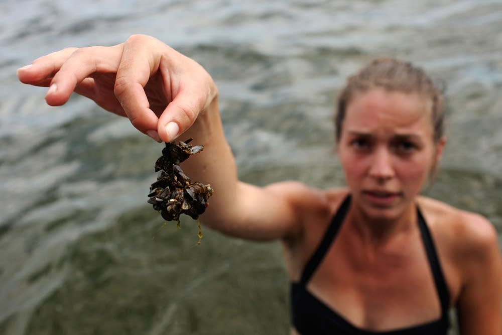 dredging mussels from great lakes