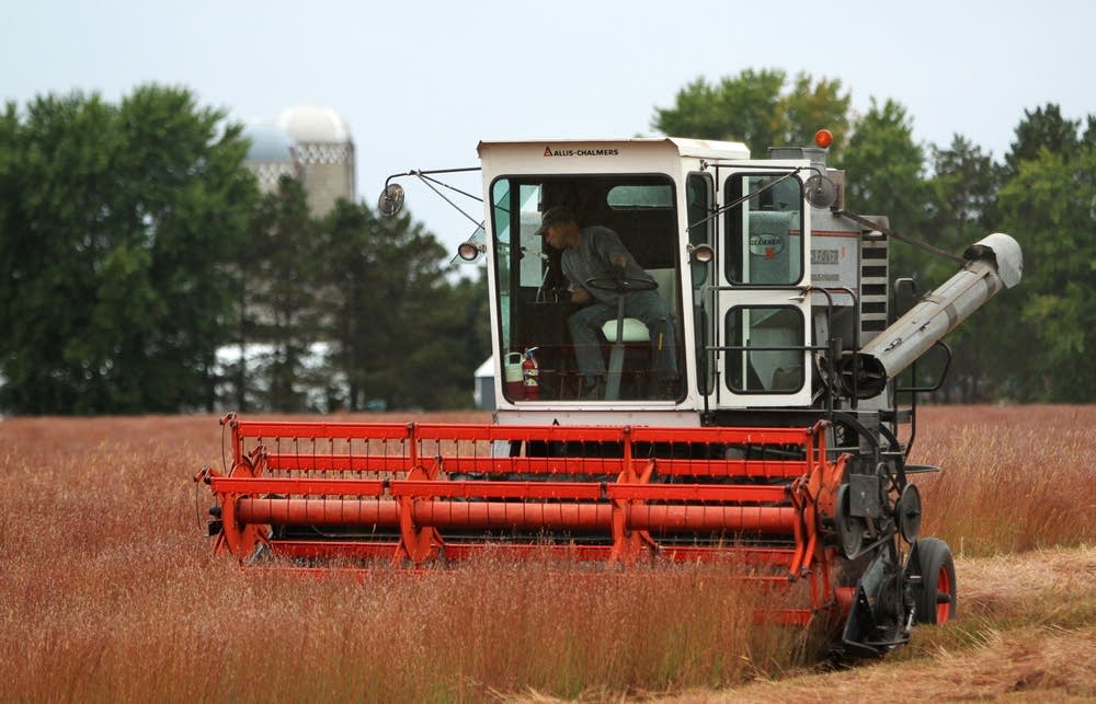 Harvesting Little Bluestem