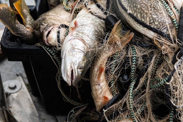 Lake Superior trout have made a remarkable recovery. But federal cuts could put them in danger