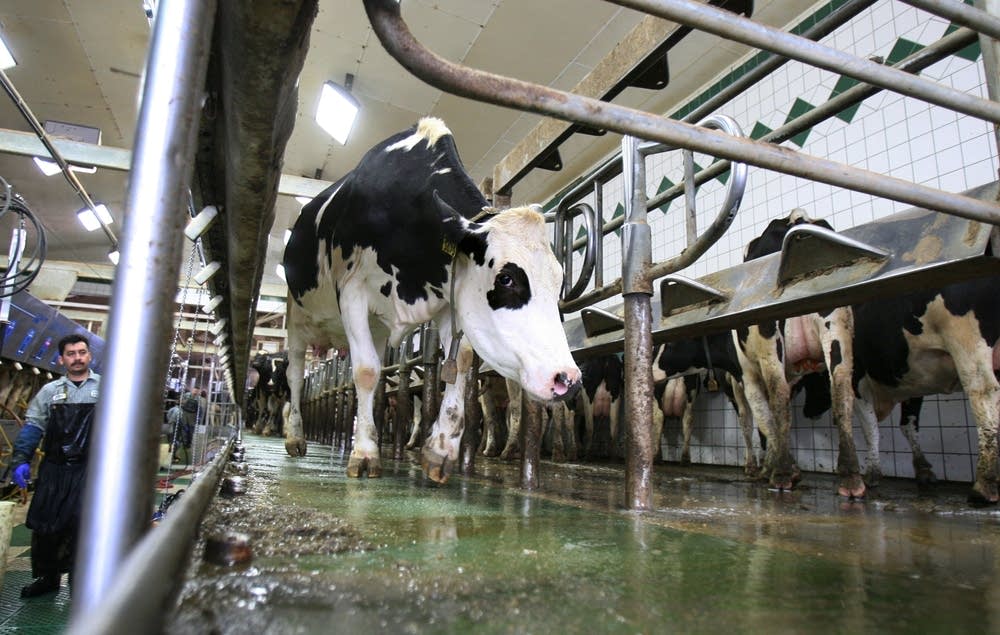 Milking parlor