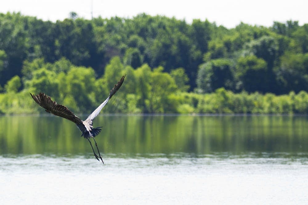 Great blue heron on the "prairie" Mississippi